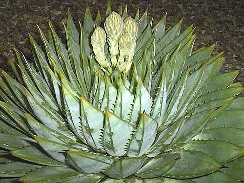 100-pcs-Rare-Spiral-New-Succulents-seed-Aloe-vera-polyphylla-rotation-aloe-ve US 