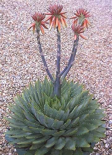 Aloe polyphylla