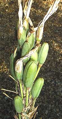 Aloe polyphylla