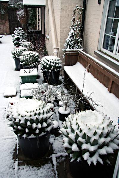 Aloe polyphylla in snow