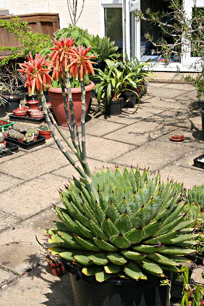 Aloe polyphylla