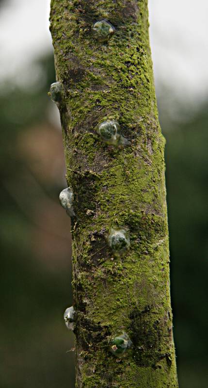 Viscum album seeds on apple