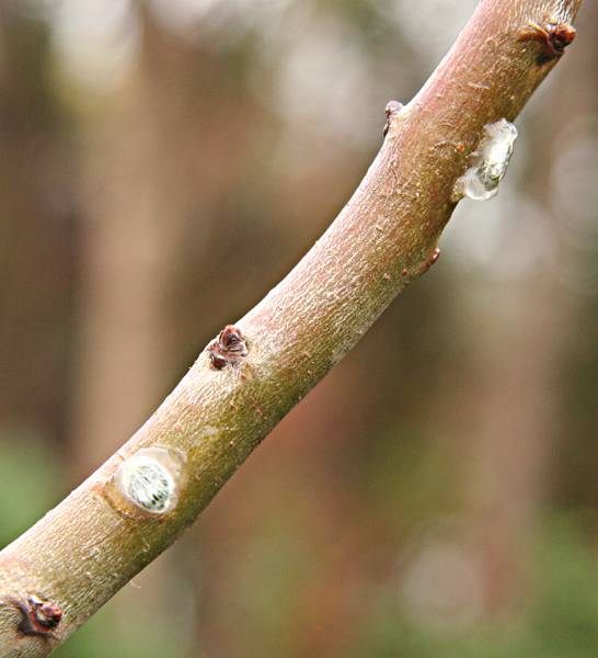 Viscum album seeds on hawthorn