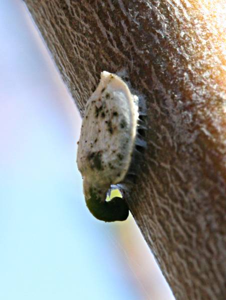 Viscum album seed germinating on hawthorn