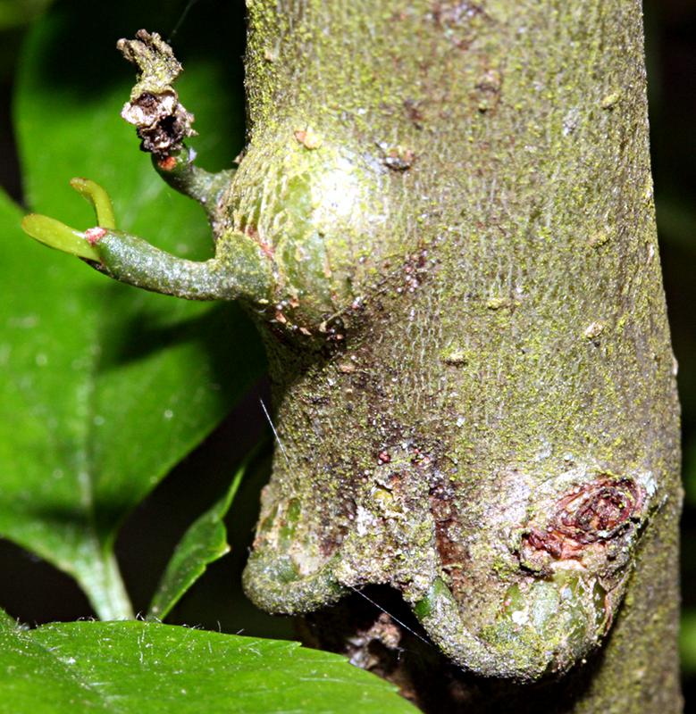 Viscum album seeds growing on hawthorn