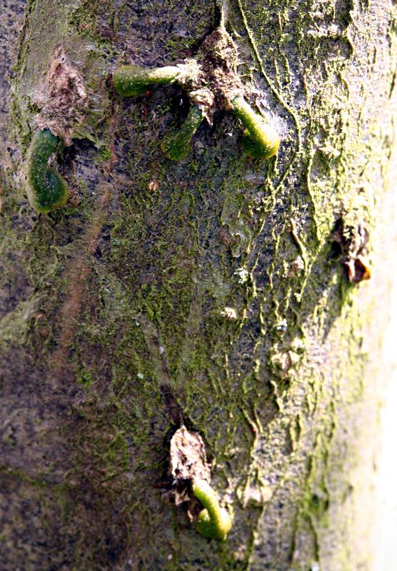 Viscum album seeds growing on apple