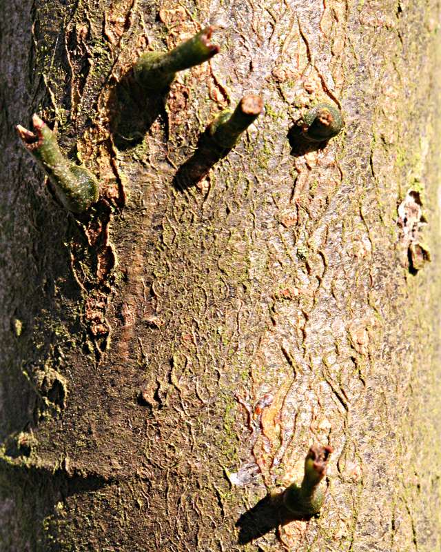 Viscum album seeds growing on apple