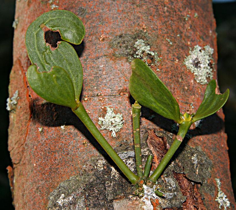 Viscum album growing on apple