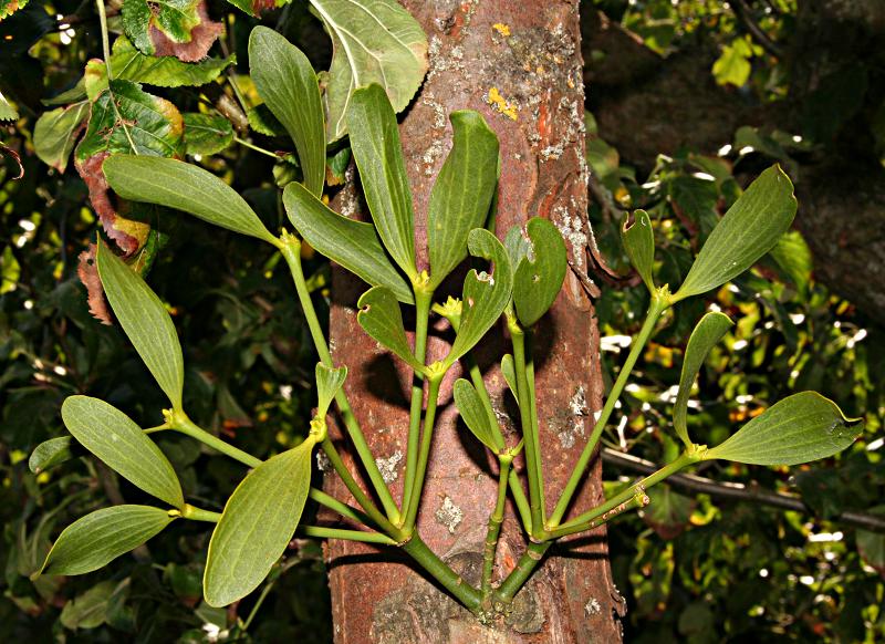 Viscum album growing on apple