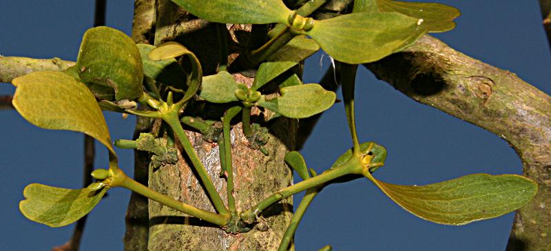 Viscum album seeds growing on apple