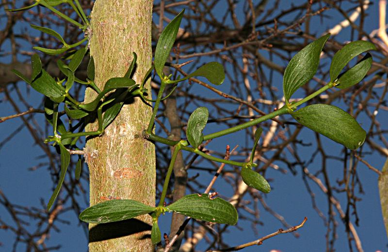 Viscum album seeds growing on hawthorn