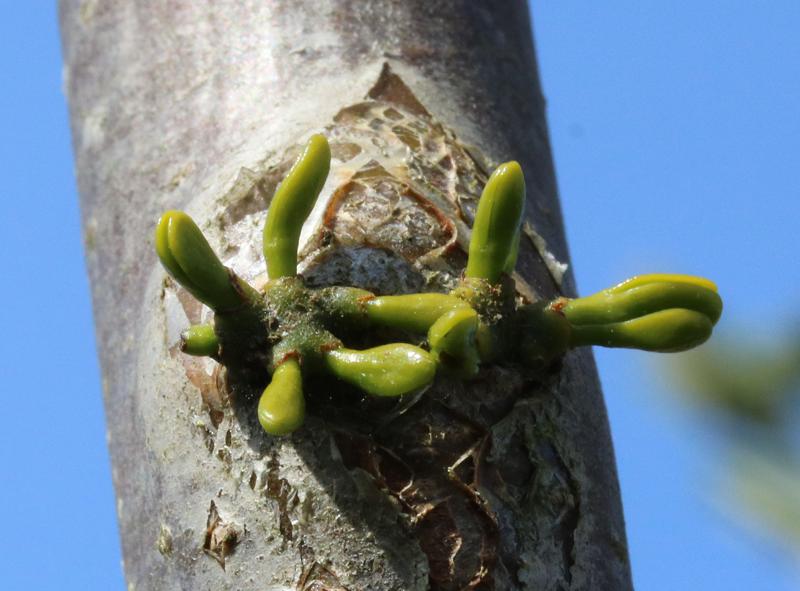 Viscum album growing on Mountain Ash (Rowan)