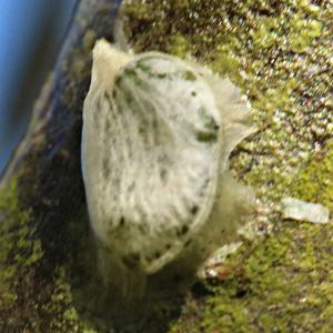 Mistletoe seed sown by a Blackcap