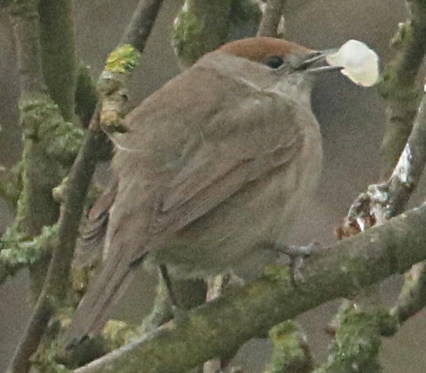 Female Blackcap with mistletoe berry