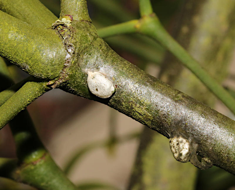 Viscum album seeds stuck to a Viscum album plant