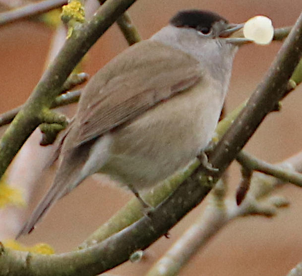 Male Blackcap with mistletoe berry