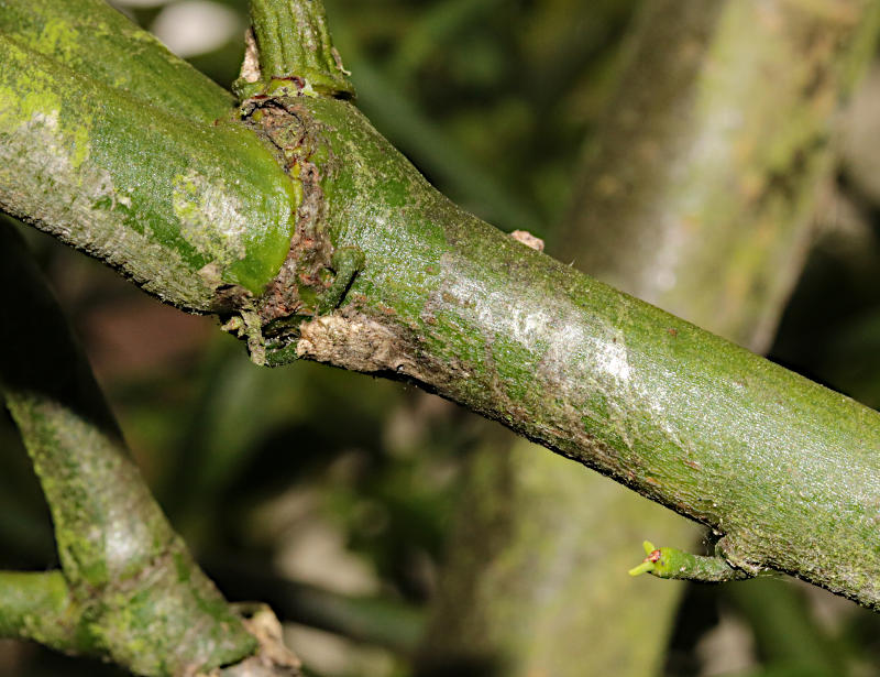 Viscum album seed growing on a Viscum album plant