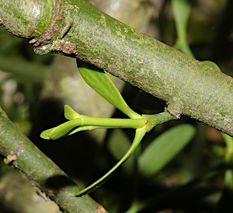 Viscum album seed growing on a Viscum album plant